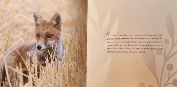 TOME 1 REEDITION « Les Animaux des bois d’à côté de chez moi » – Image 2